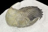 Detailed Hollardops Trilobite - Multi-Toned Shell #126284-1